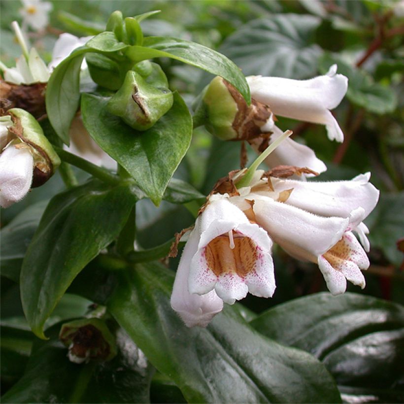 Hemiboea subcapitata (Blüte)