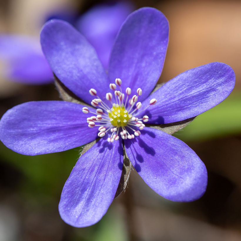 Hepatica nobilis - Leberblümchen (Blüte)