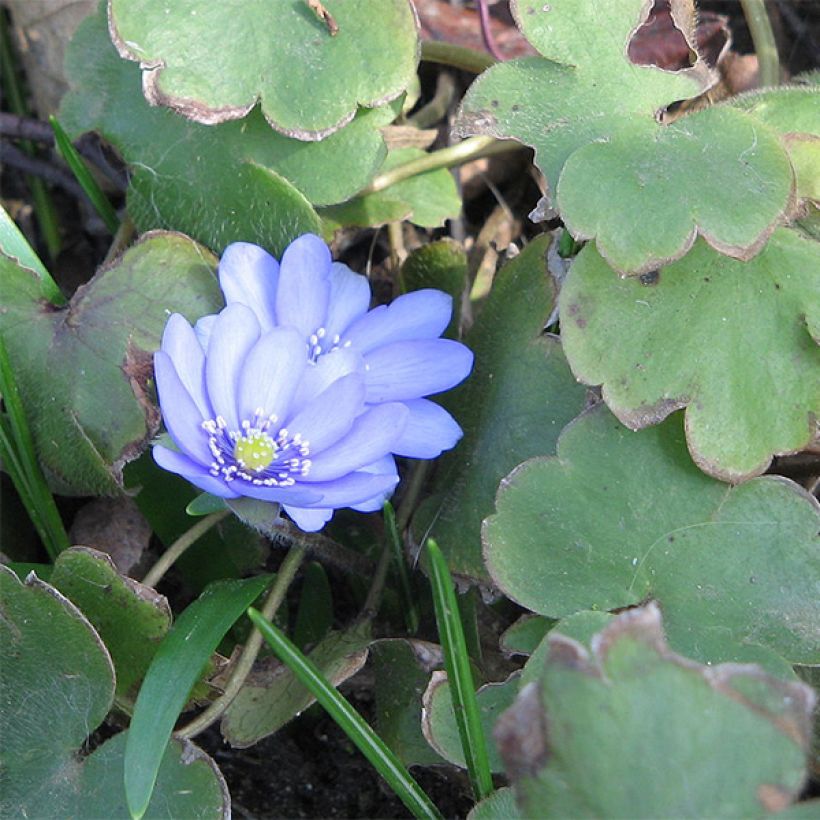 Hepatica transsilvanica De Buis - Leberblümchen (Laub)