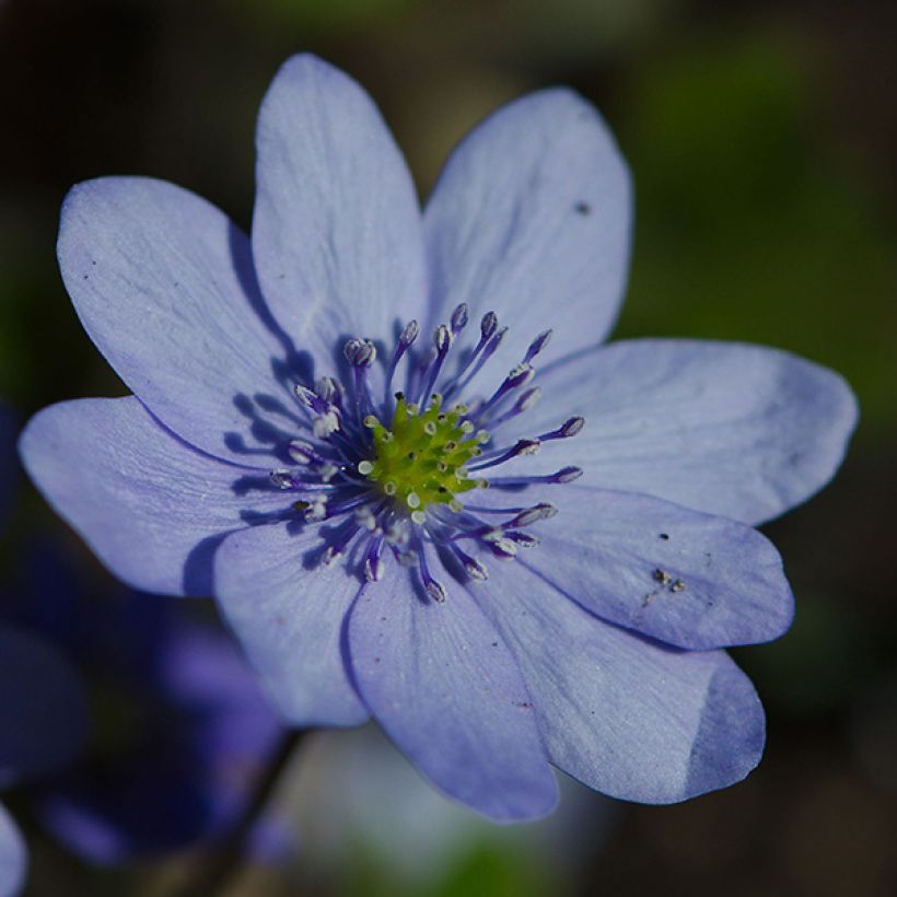 Hepatica transsilvanica De Buis - Leberblümchen (Blüte)