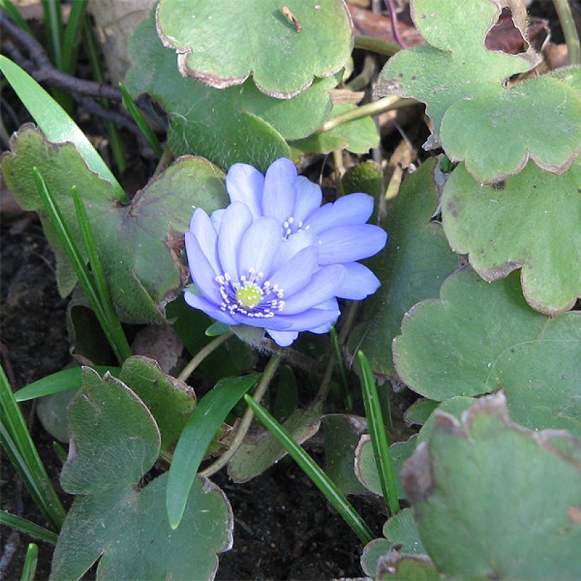 Hepatica transsilvanica De Buis - Leberblümchen (Hafen)