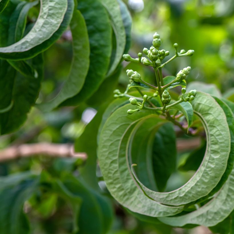 Sieben-Glocken Temple of Bloom - Heptacodium miconioides (Laub)