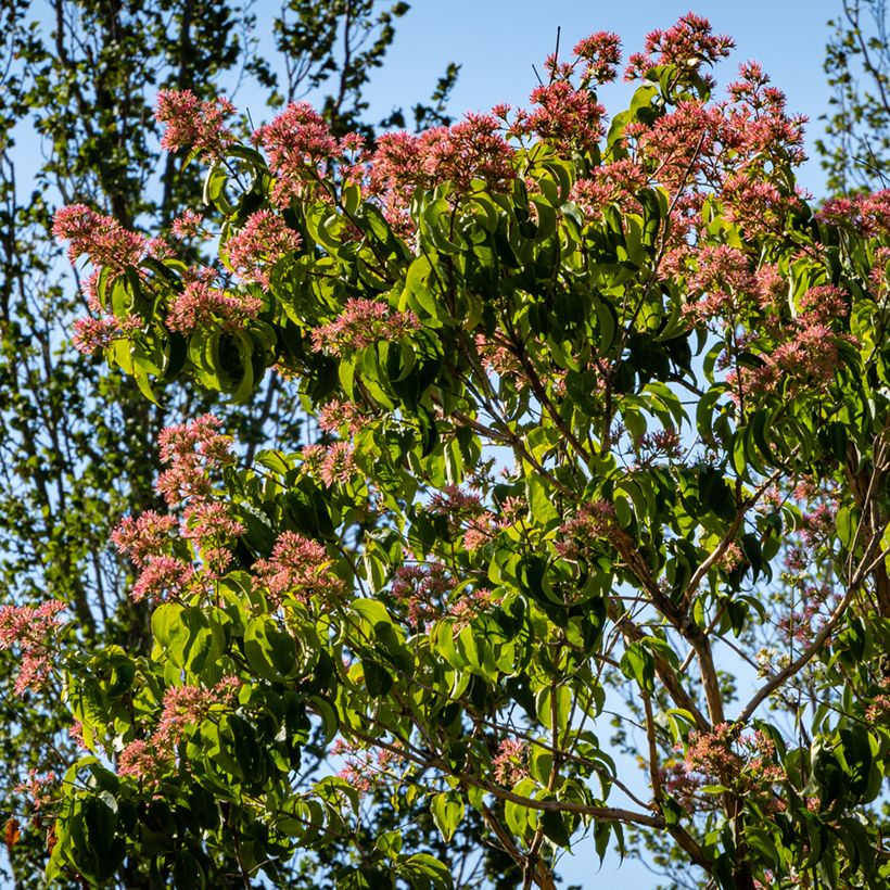 Sieben-Glocken Temple of Bloom - Heptacodium miconioides (Hafen)