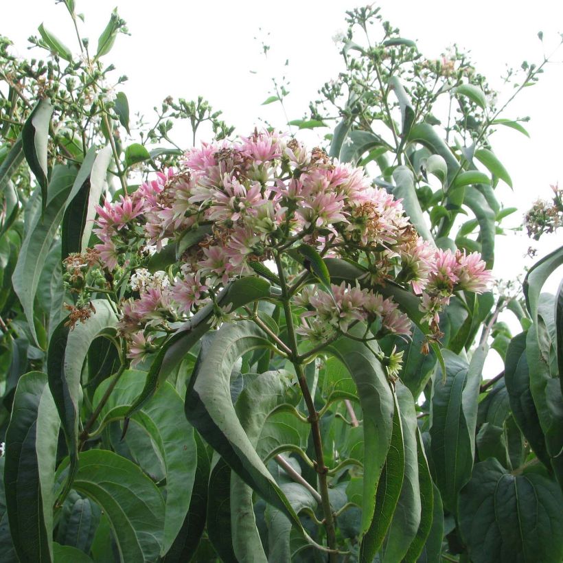 Sieben-Glocken Tianshan - Heptacodium miconioides (Blüte)