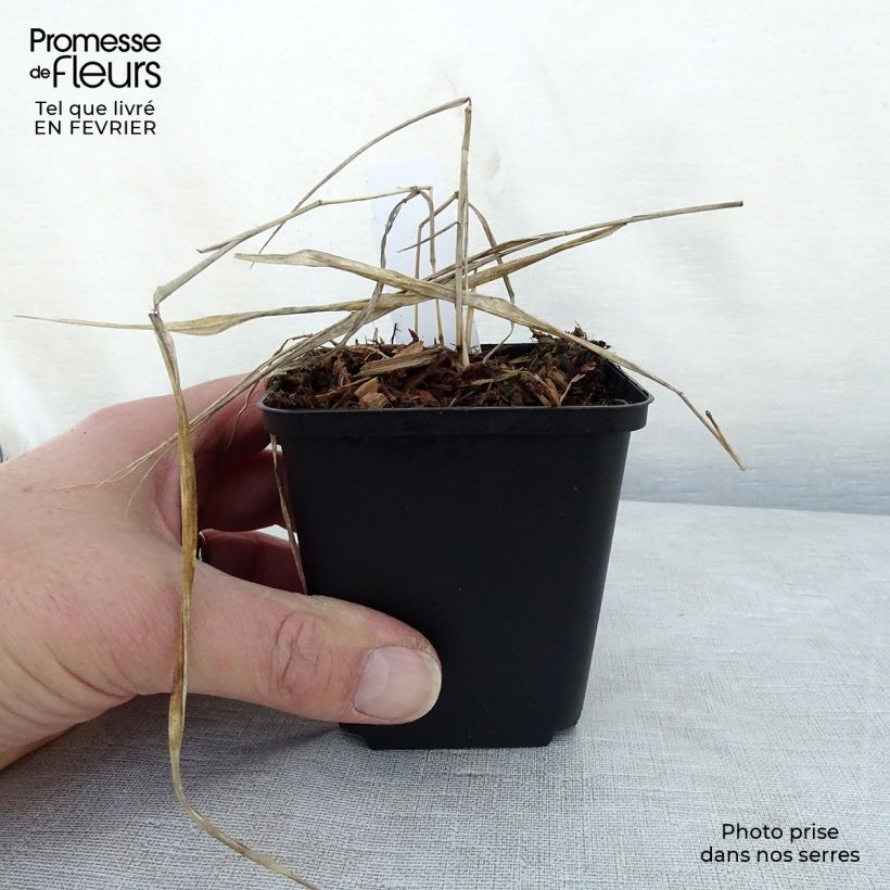 Exemplar von Herbe du Japon - Hakonechloa macra Naomi Godet de 9cm wie im Winter geliefert