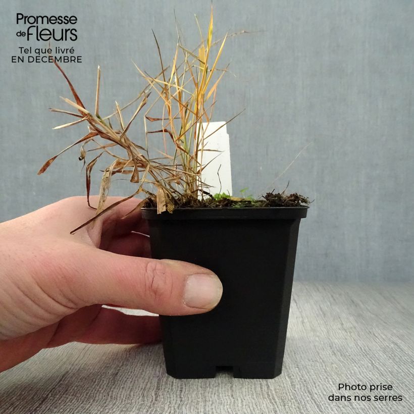 Exemplar von Herbe du Japon - Hakonechloa macra Nicolas en godet de 9 cm wie im Winter geliefert