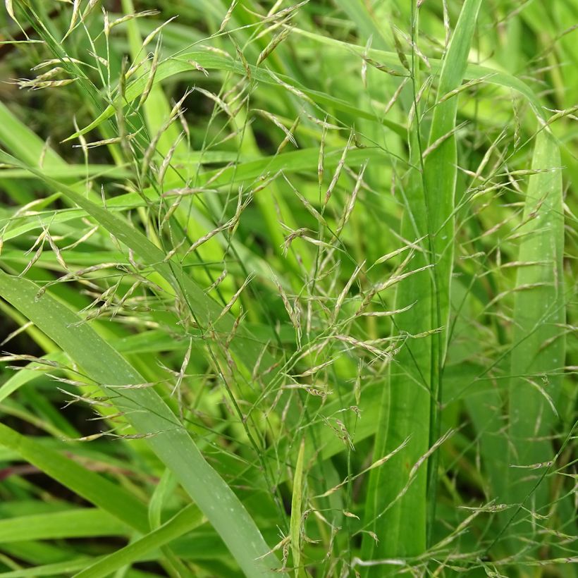 Hakonechloa macra - Japangras (Blüte)