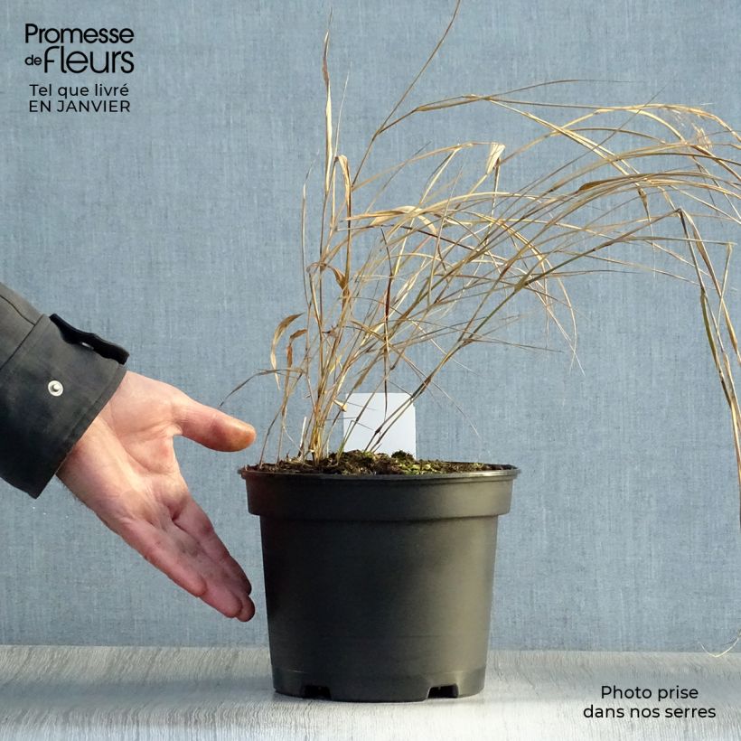 Exemplar von Herbe du Japon - Hakonechloa macra en pot de 2L/3L wie im Winter geliefert