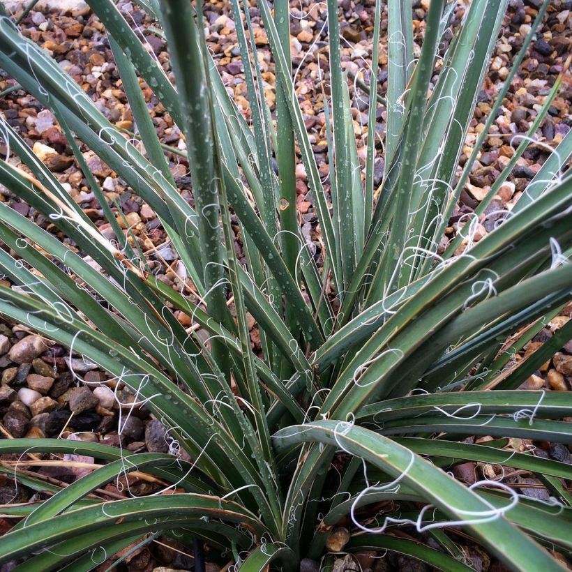 Hesperaloe parviflora - Rote Yucca (Laub)