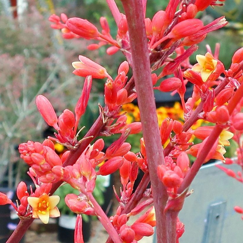 Hesperaloe parviflora - Rote Yucca (Blüte)