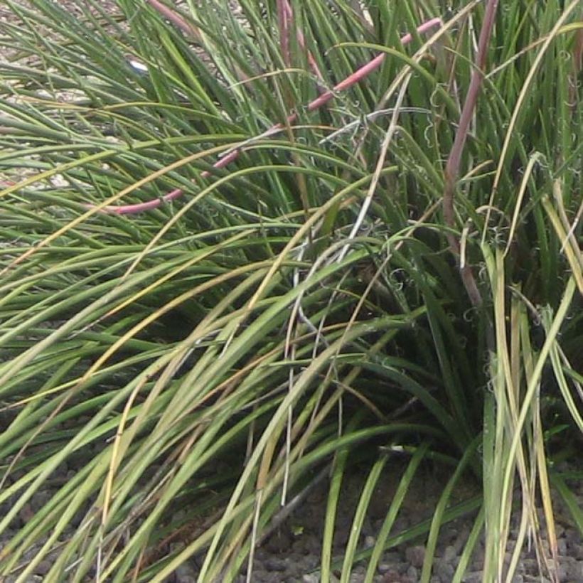 Hesperaloe parviflora Rubra - Rote Yucca (Laub)