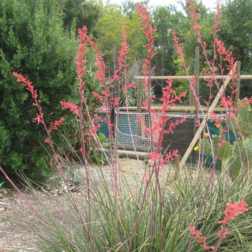 Hesperaloe parviflora Rubra - Rote Yucca (Blüte)