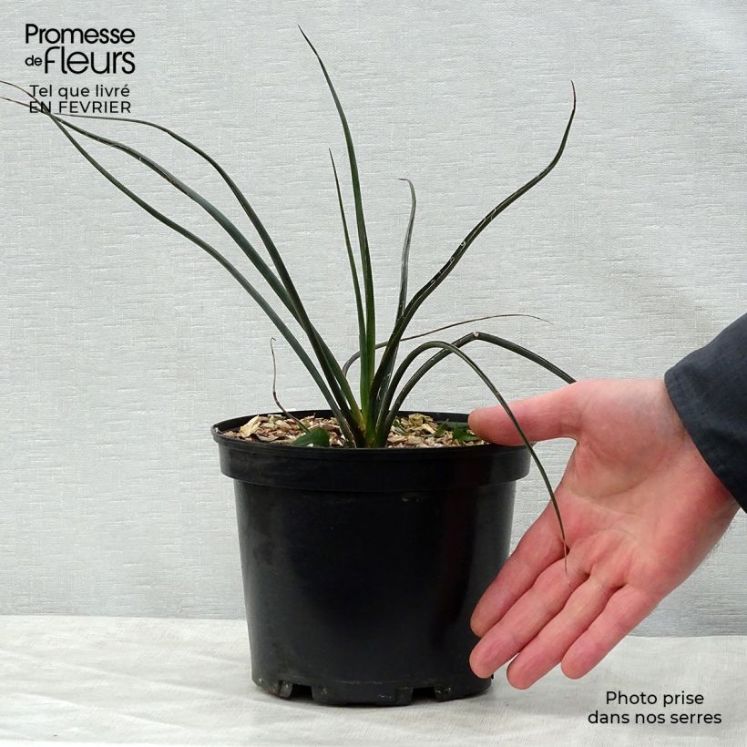 Exemplar von Hesperaloe parviflora Rubra - Yucca Rouge. Pot de 2L/3L wie im Winter geliefert