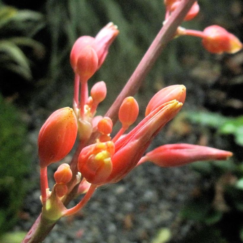 Hesperaloe parviflora Rose des Sables - Rote Yucca (Blüte)