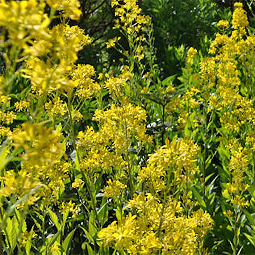 Hesperis lutea - Gelbe Nachtviole (Blüte)