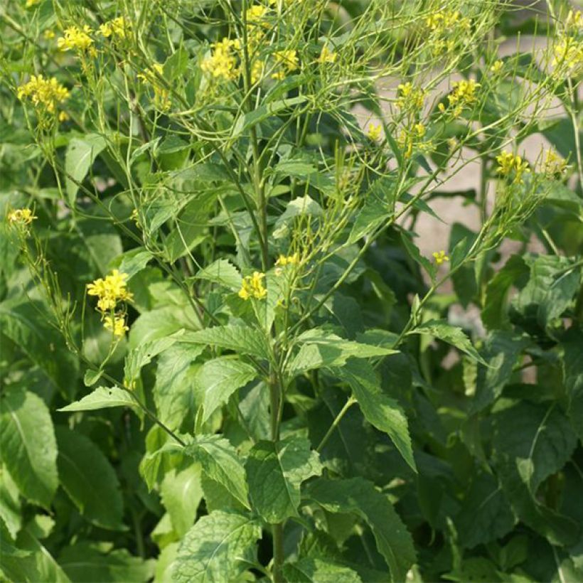 Hesperis lutea - Gelbe Nachtviole (Hafen)