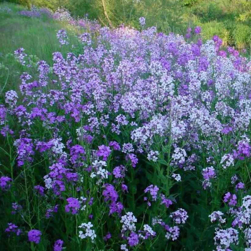 Gemeine Nachtviole - Hesperis matronalis (Hafen)