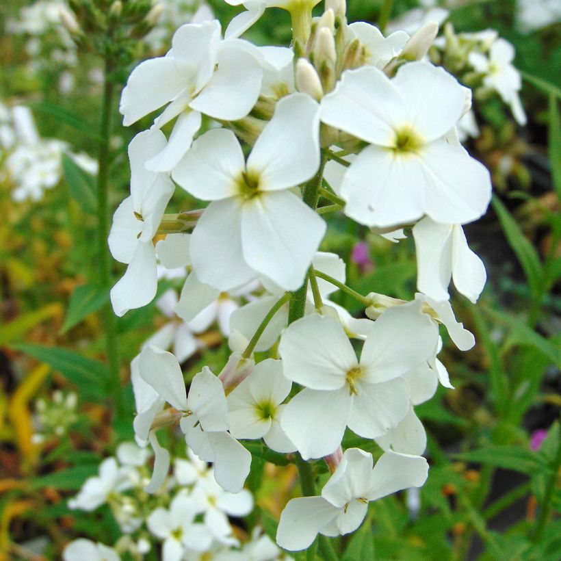 Gemeine Nachtviole Alba - Hesperis matronalis (Blüte)