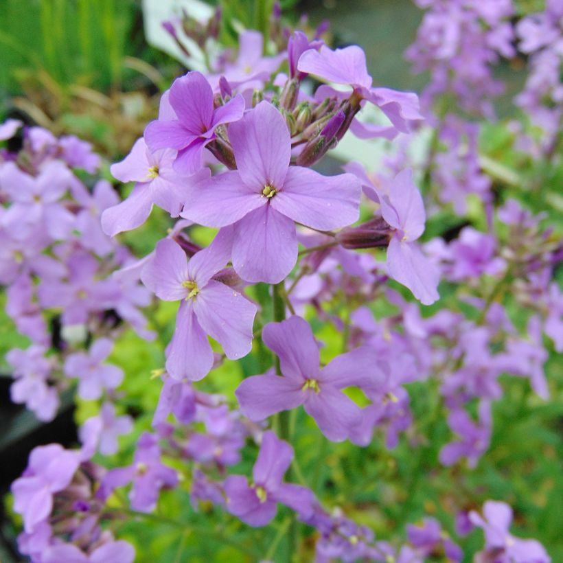 Gemeine Nachtviole - Hesperis matronalis (Blüte)