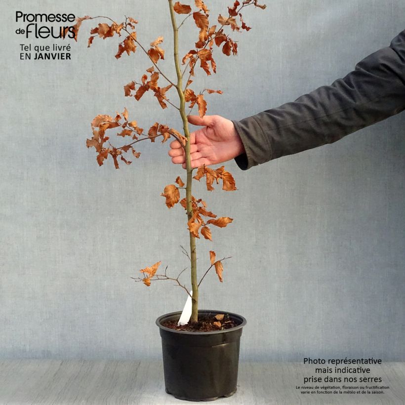 Exemplar von Hêtre commun - Fagus sylvatica en pot de 3L/4L wie im Winter geliefert