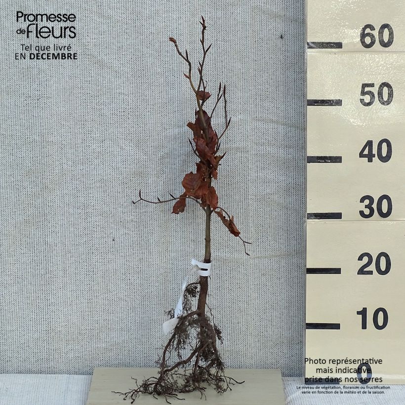 Exemplar von Rotbuche - Fagus sylvatica WurzelnacktGelieferte Höhe ca. 40/60cm wie im Winter geliefert