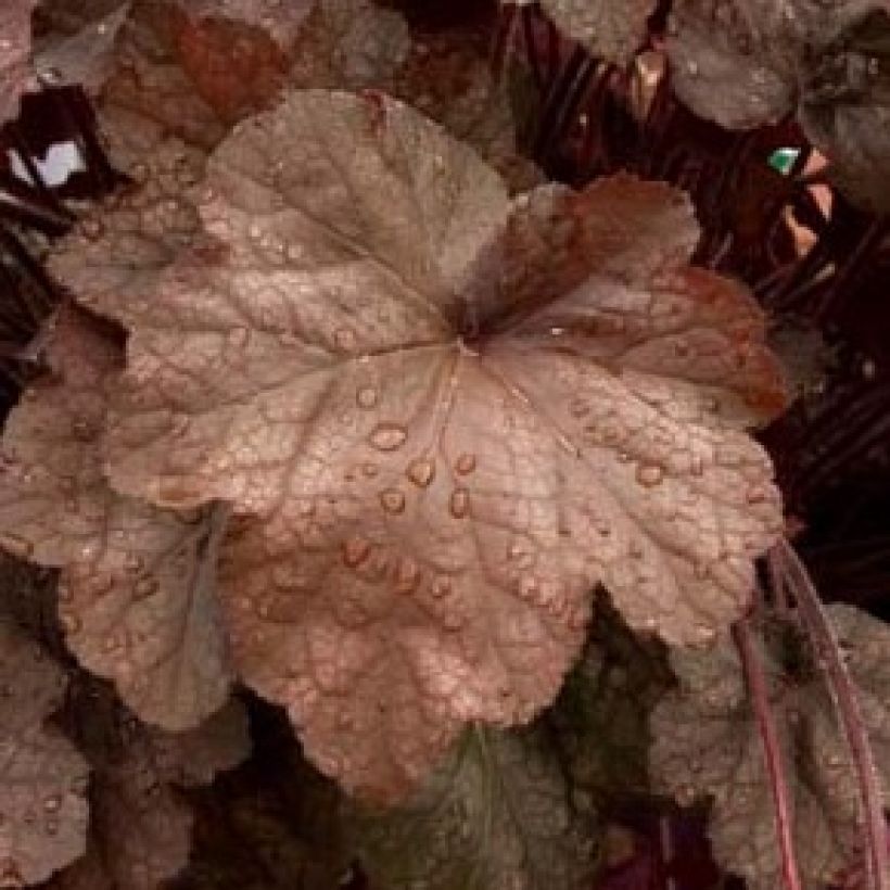 Heuchera Beaujolais - Purpurglöckchen (Laub)