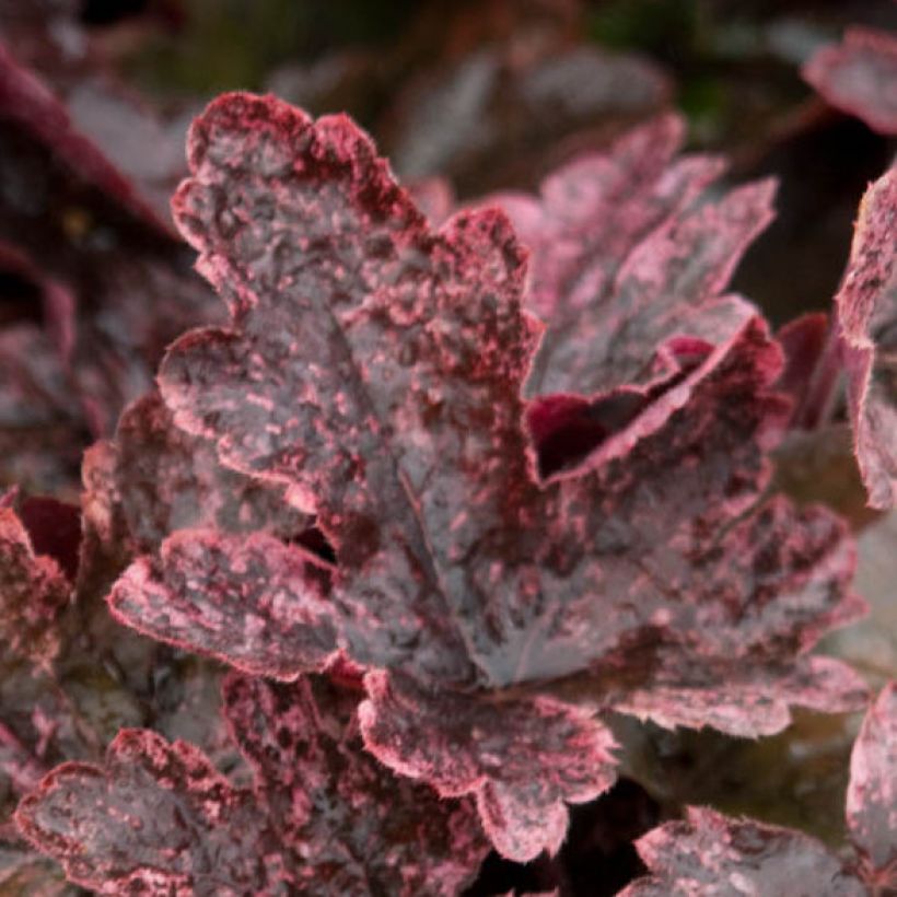 Heucherella Berry Fizz - Schaumglöckchen (Laub)