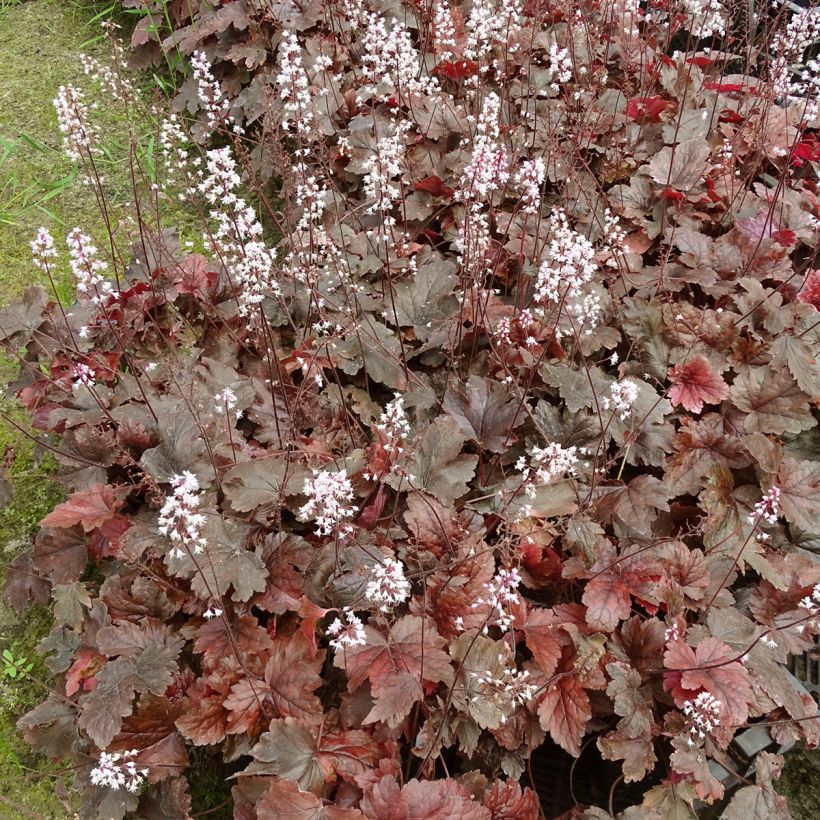 Heucherella Berry Fizz - Schaumglöckchen (Hafen)