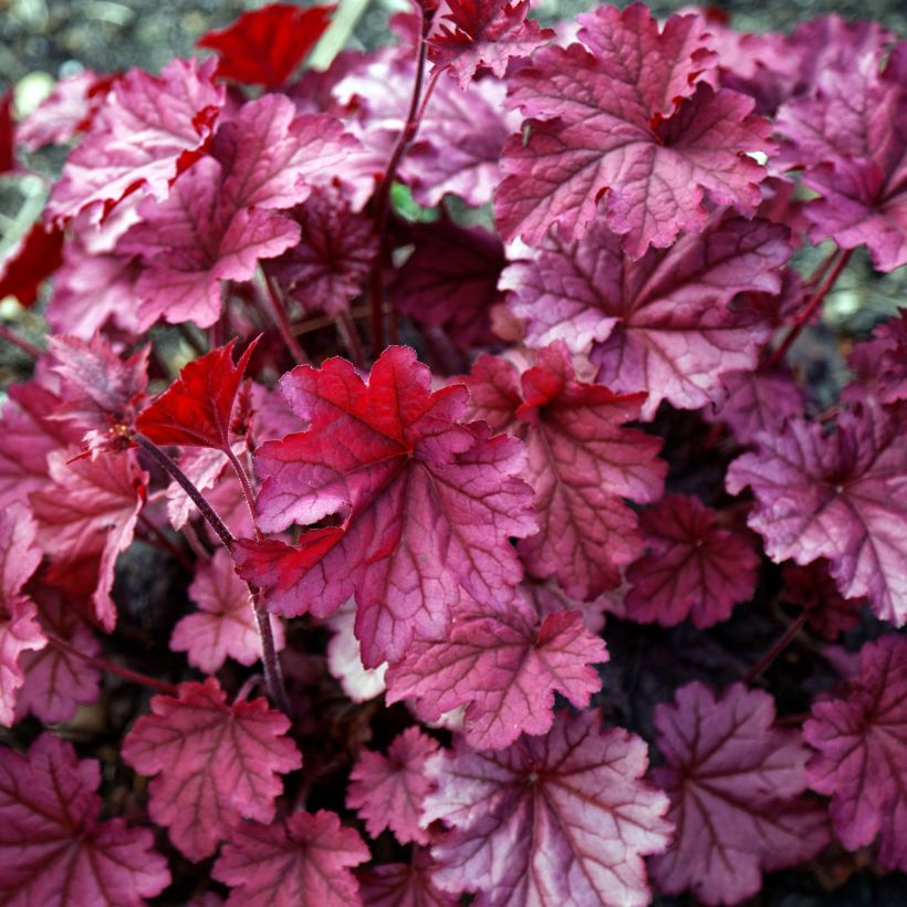 Heuchera Berry Smoothie - Purpurglöckchen (Laub)