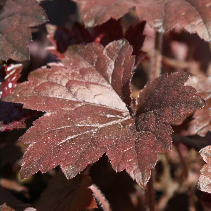 Heuchera Blackout - Purpurglöckchen (Laub)