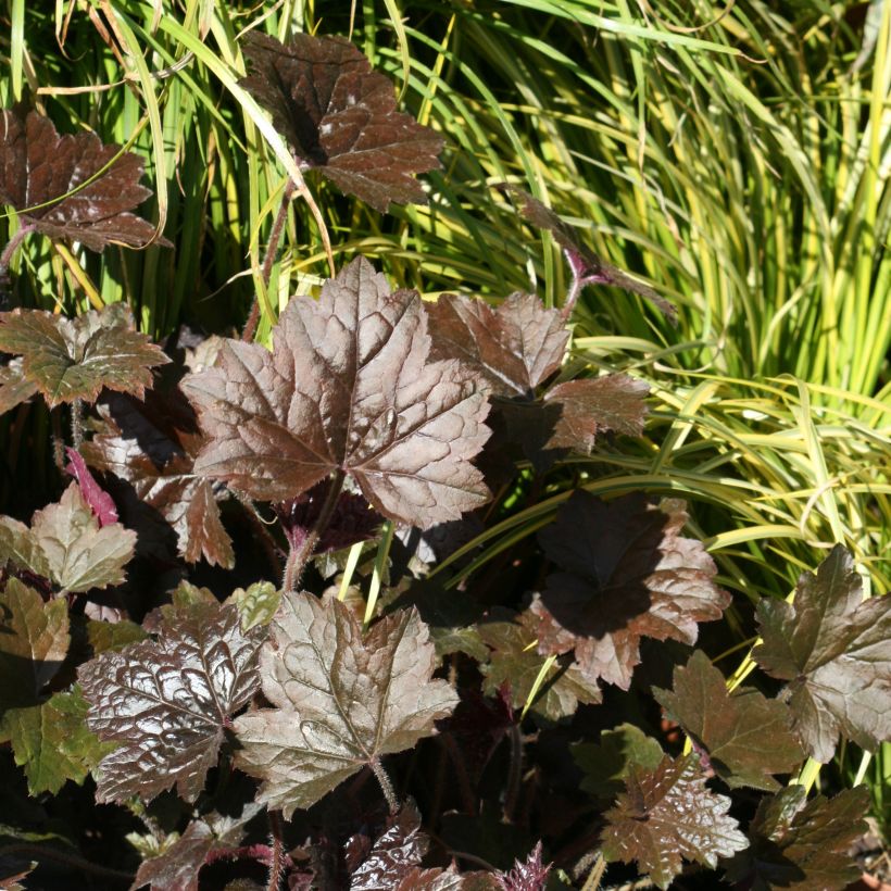 Heuchera Blackout - Purpurglöckchen (Hafen)