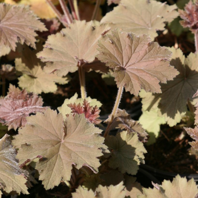 Heuchera villosa Bronze Beauty - Purpurglöckchen (Laub)