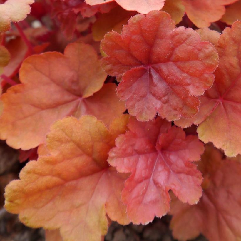 Heuchera Caribbean Sea - Purpurglöckchen (Laub)