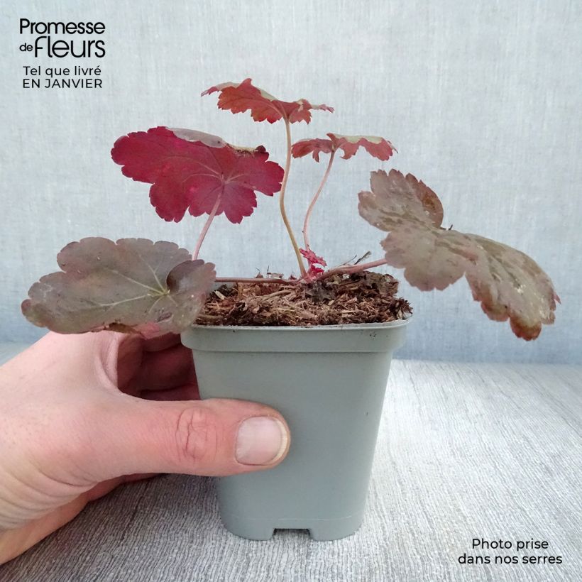 Exemplar von Heuchera Coral Sea - Purpurglöckchen wie im Winter geliefert