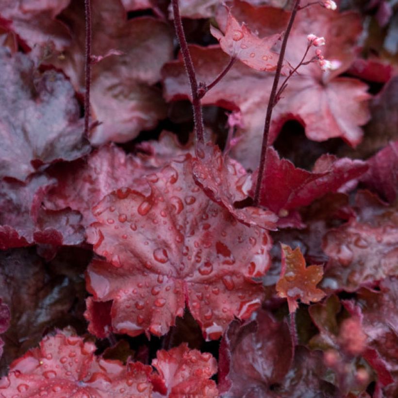 Heuchera Fire Chief - Purpurglöckchen (Laub)