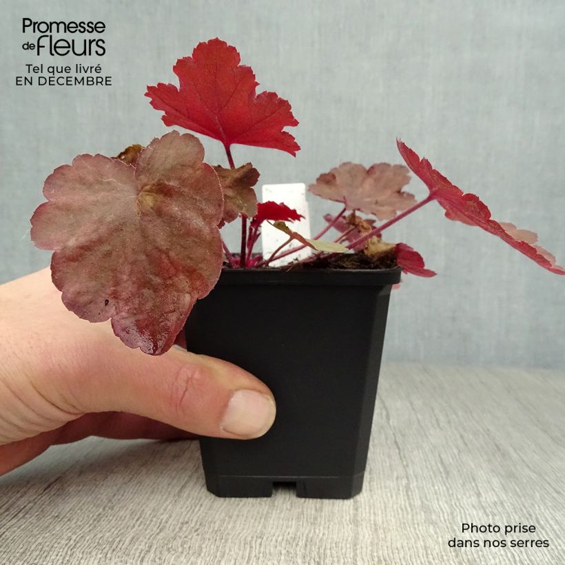 Exemplar von Heuchère - Heuchera Fire Chief Godet de 9cm wie im Winter geliefert