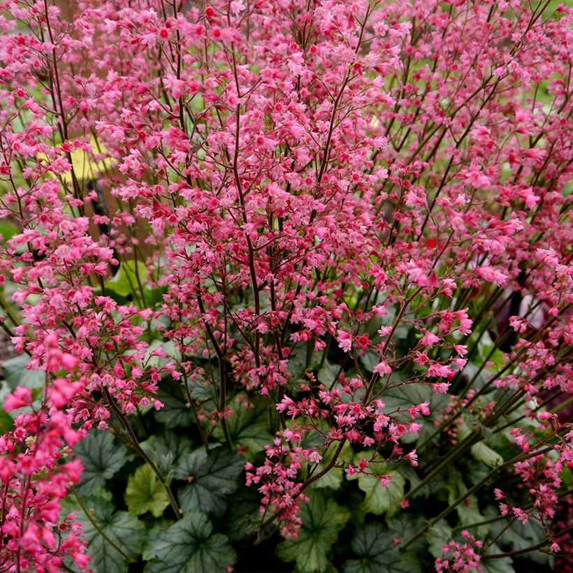 Heuchera Flower Power - Purpurglöckchen (Hafen)