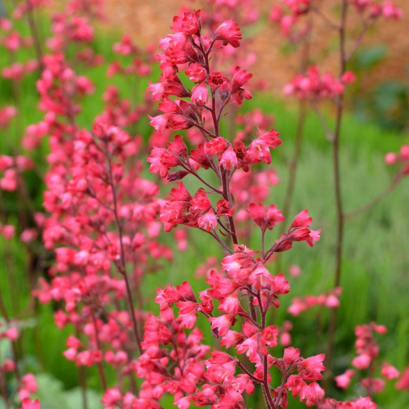 Heuchera Flower Power - Purpurglöckchen (Blüte)