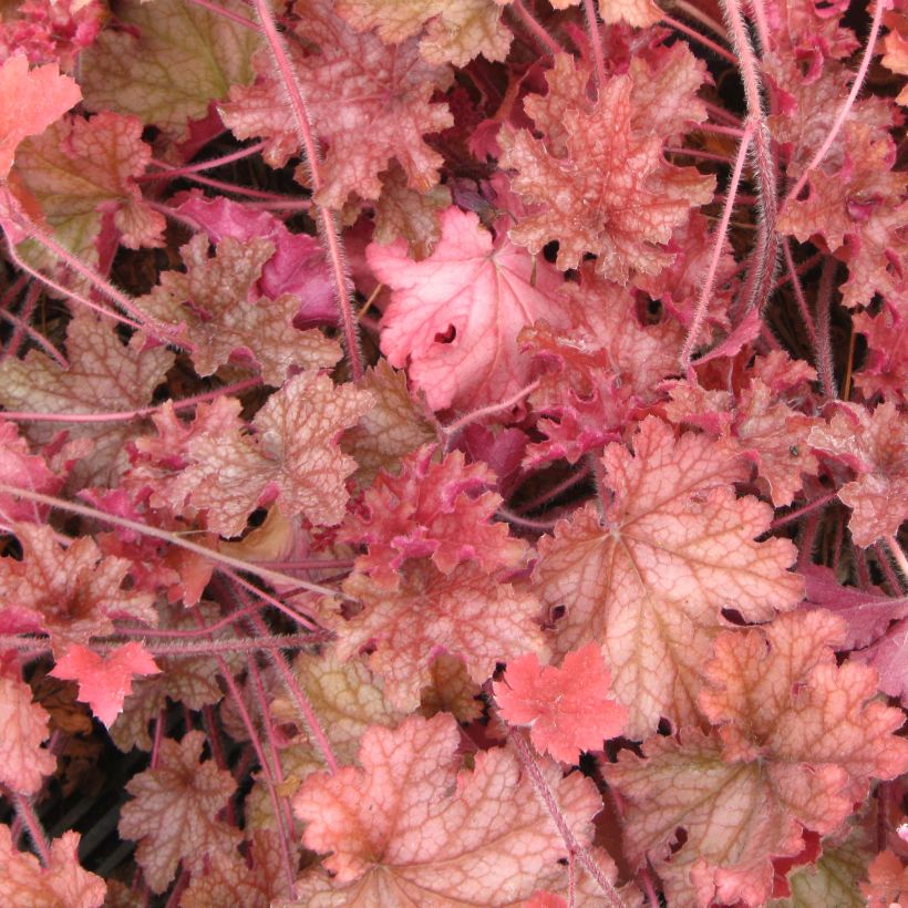 Heuchera Ginger Peach - Purpurglöckchen (Laub)