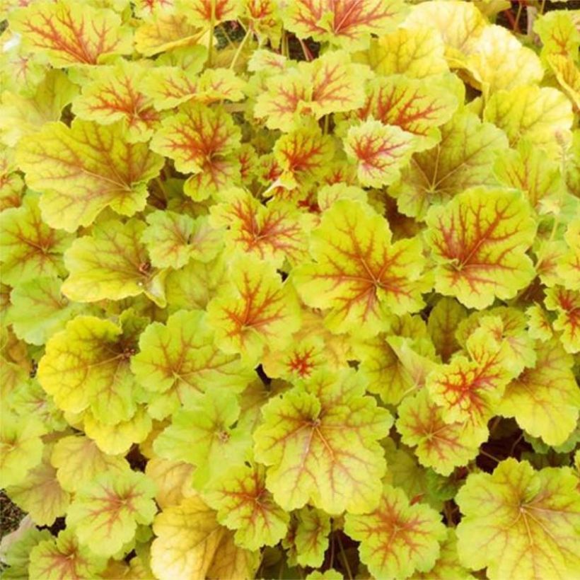 Heuchera Happy Flames - Purpurglöckchen (Laub)