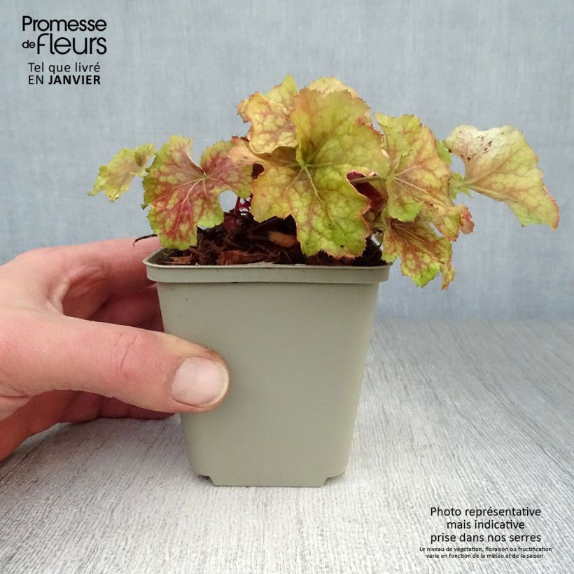 Exemplar von Heuchera Happy Flames - Purpurglöckchen wie im Winter geliefert