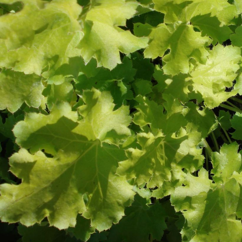 Heuchera Lime Rickey - Purpurglöckchen (Laub)