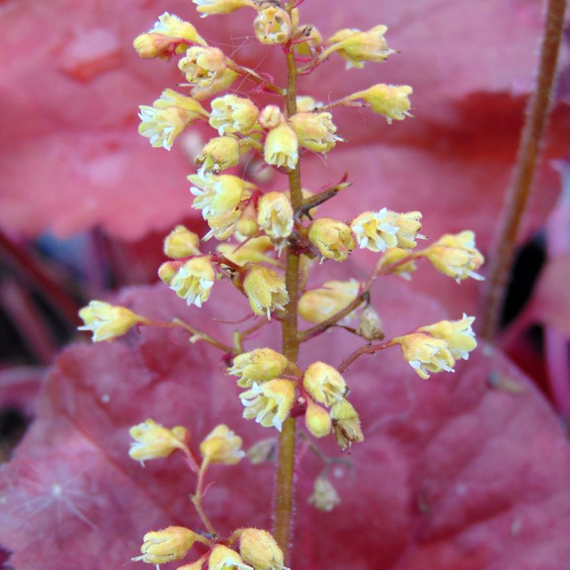 Heuchera Little Cutie Blondie - Purpurglöckchen (Blüte)