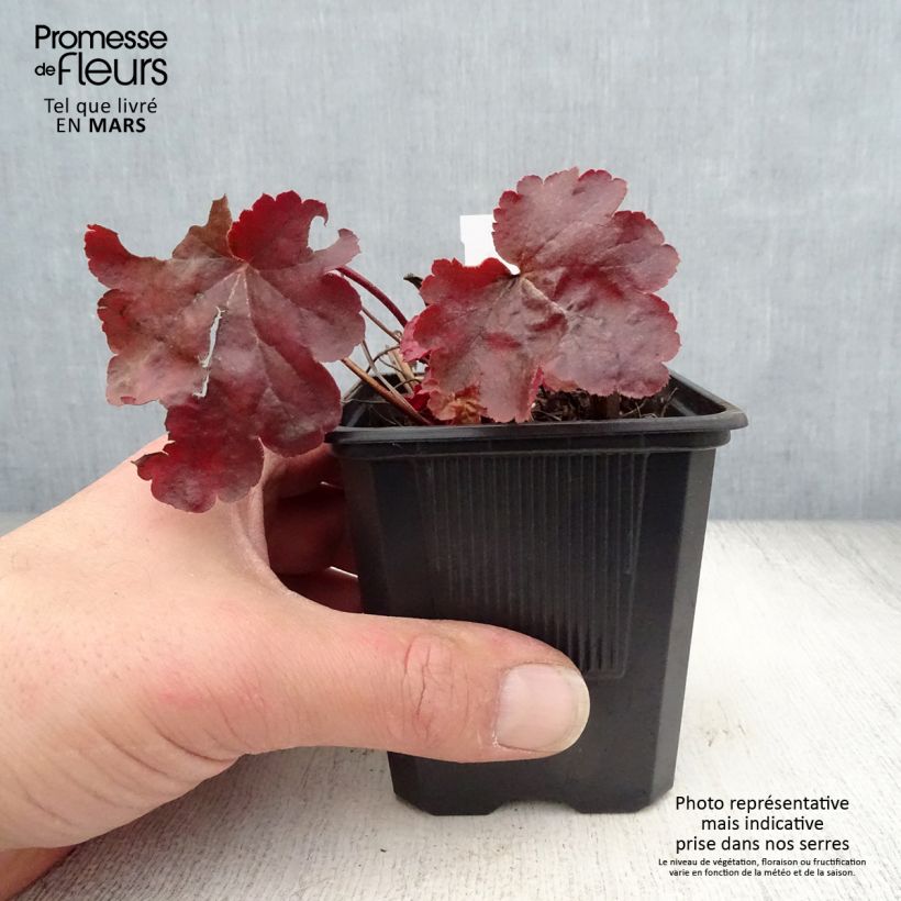 Exemplar von Heuchera Little Cutie Blondie - Purpurglöckchen Kleine Töpfe von 8/9 cm wie im Frühjahr geliefert