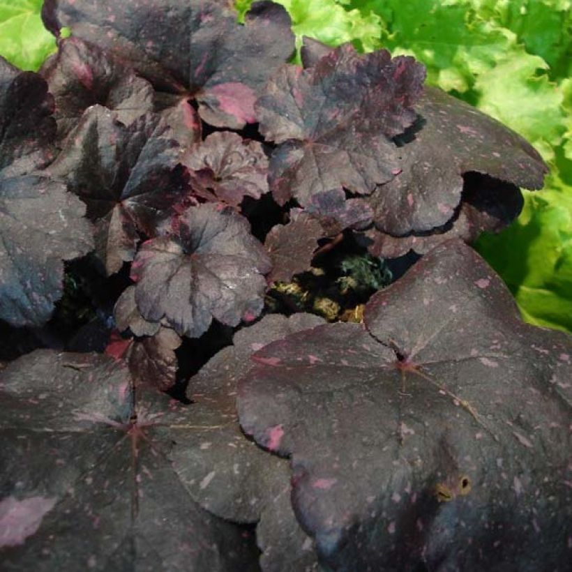 Heuchera Midnight Rose - Purpurglöckchen (Laub)