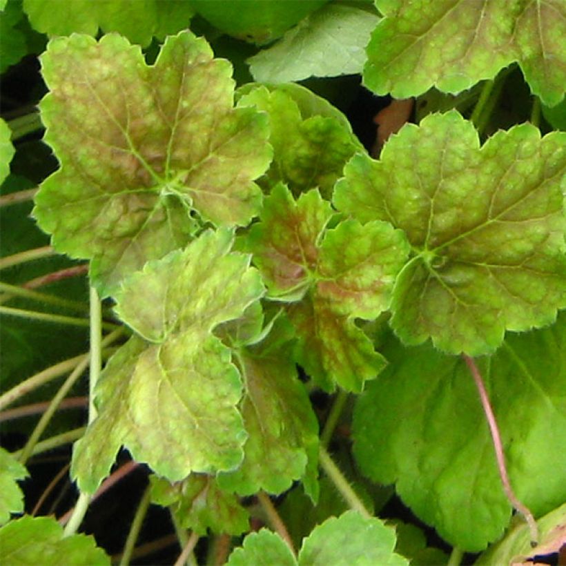 Heuchera Miracle - Purpurglöckchen (Laub)