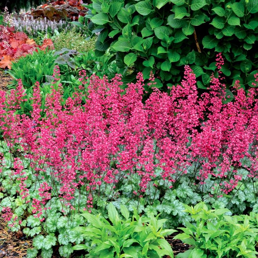 Heuchera Paris - Purpurglöckchen (Hafen)