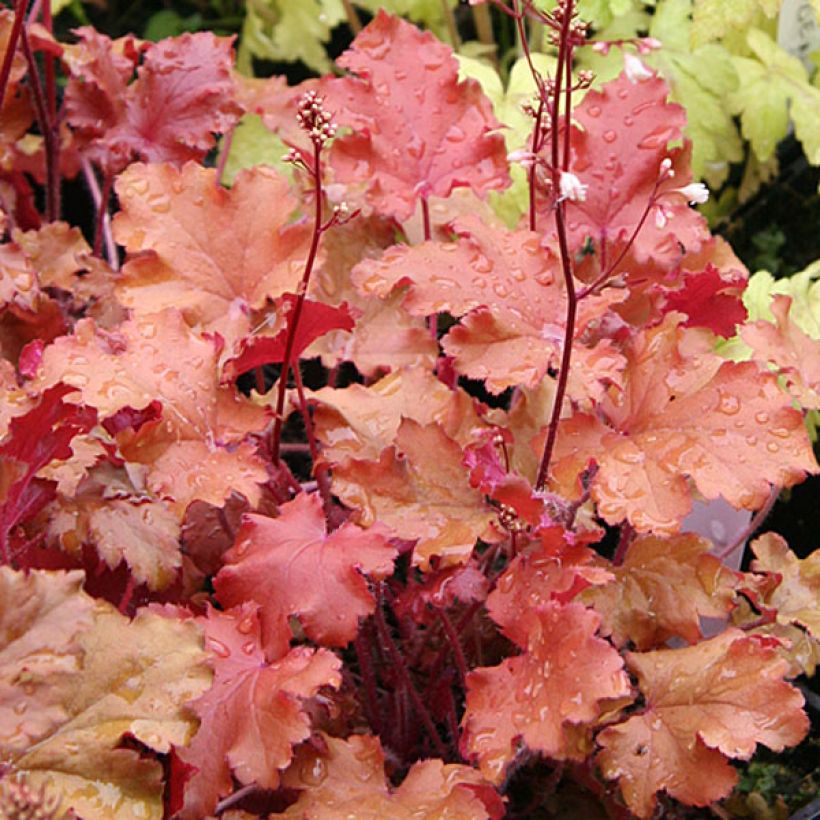 Heuchera Peach Crisp - Purpurglöckchen (Laub)