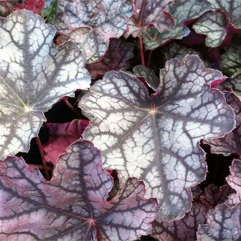 Heuchera Pewter Moon - Purpurglöckchen (Laub)