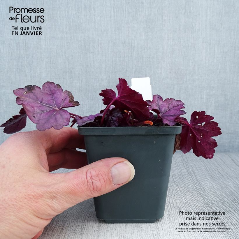 Exemplar von Heuchera Pink Panther - Heuchère Godet de 9cm wie im Winter geliefert